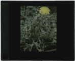 Taraxacum (Dandelion)