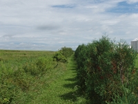 2007 Jack Strawhacker photos of field windbreak