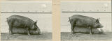 Experiment 315, representative pig #1B, 1929