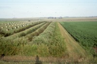 Windbreak on the farm of Don and Phyllis Conley.