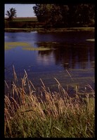 Conservation Wetland Area North of Big Spirit.