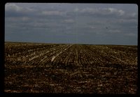 No-till Field.