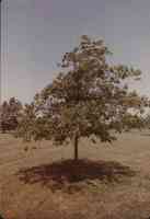 Unidentified trees in Plymourh County, Iowa