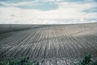Rill erosion in Cherokee County, Iowa.