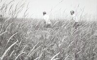 1970's Group of men in tall grass