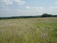 2007 Jack Strawhacker photos of grasses