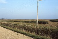 Contoured, narrow based terraces on the Corwin Crary farm.
