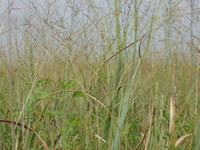 2007 Jack Strawhacker photos of grasses