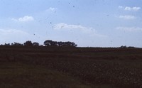 Broad-based terraces.