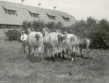 Four Belgian draft horses of varying sizes, 1930
