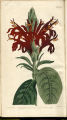 Scarlet-flowered Justicia, Cardinal's Guard