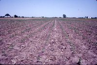Dick Gholson no-till