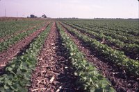 Bean rows