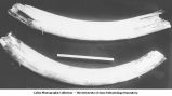 Pleistocene Fauna, elephant tusks, Denison, Iowa, late 1890s or early 1900s