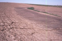 Terraced field, 1986