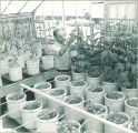 Man inspecting plants in a greenhouse, The University of Iowa, 1950s