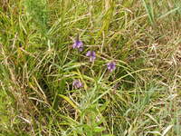2007 Jack Strawhacker photos of grasses
