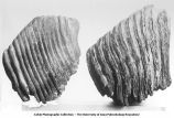 Pleistocene Fauna, molars of Elephas, 1) Elephas primigenius (Denison, Iowa)  2) Elephas columbi (West Union, Iowa), late 1890s or early 1900s
