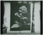 Plant specimen