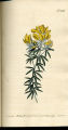Flax-leaved Broom, Broom, Woadwaxer
