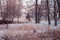 Turkey Spotting in a Field in Winter.