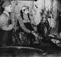 Turkey Plucking at Malvern Cold Storage Co.