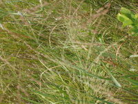 2007 Jack Strawhacker photos of grasses