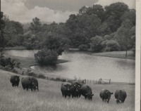 Cattle in a Pasture near a Pond.