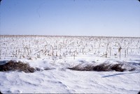 Snow in winter cover.