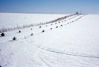 Don Bergman windbreak