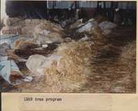 Tree Program - 1989.