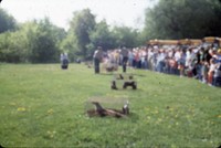 Releasing an otter.