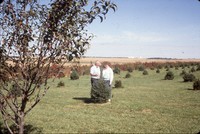 Windbreak on the farm of Don and Phyllis Conley.