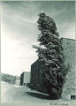 Windblown tree near Art Building, the University of Iowa, September 5, 1939