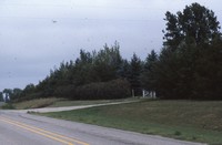 Windbreak on the Luetkeman farmstead.