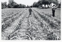 1970s Winston Cooper and another man walk in field