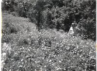 Man stands in clover field