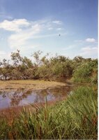 1987 Craig Murguia Pond