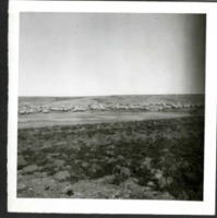 Livestock Grazing in a Field