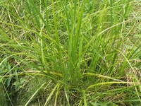 2007 Jack Strawhacker photos of grasses