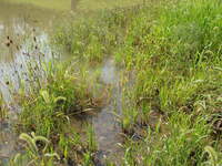 2007 Jack Strawhacker photos of ponds