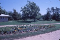Windbreak on Jerry Peterson's farm.