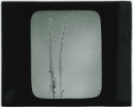 Plant specimen