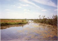1987 Craig Murguia Pond