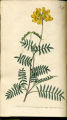 Shrubby Horse-shoe Vetch