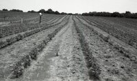 1970's Man stands in bean field