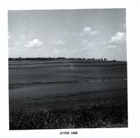 Gerald Hobbs strip crop, 1968