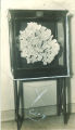 Coral exhibit at Museum of Natural History, The University of Iowa, 1928