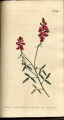 Long-spiked Indigo