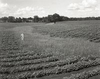 Young Girl Stands in Cornfield